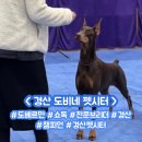 중방-1(중방동 행정복지센터 내) | 경산 도비네 펫시터 (전문적인 가정 펫시터)