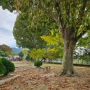 서촌초교병설 이미지