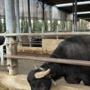 신전농장 | 코스 추천 : 기원전 그리스 신전 ‘파에스툼’ &amp; 인생 버팔로 모짜렐라 치즈 농장 ‘테누타 반눌로...