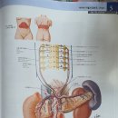 췌장의 자율신경분포 모식도 이미지