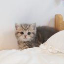 동그리펫 이미지