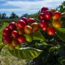 을의커피 이미지