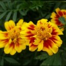 지은세탁소 이미지