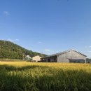 복순도가