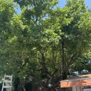 큰나무주유소 이미지