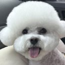 댕댕이 애견샵 이미지