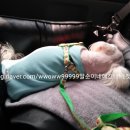 개편하개 이미지