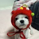 잡도리 일상 2