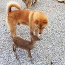 아기애견 이미지