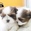 가정견1회분양 이미지