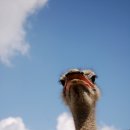 타조사육장 이미지