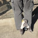 해피애견 | 춘천 애견동반 목장 “해피초원목장” 솔직 내돈내산 후기