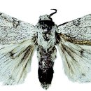 붉은수염 이미지