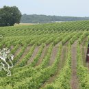 드다니엘(de Daniel) 이미지