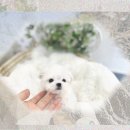 덴탈 매니저 | 강아지 덴탈껌 치석제거, 헛수고만? 찐 후기!