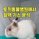 위드동물병원 | 🐰 [홍제동 토끼동물병원] 토끼 위정체·수술 전 '혈액가스 분석'이 필수인 이유