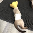 25시 죽곡동물병원 이미지