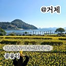 예구항 | 거제공곶이수목원 수선화 축제 경남 가볼만한 곳 일정 주차 셔틀버스 정보