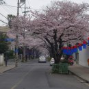 왕벚꽃식당 이미지