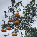 소락스위스 이미지