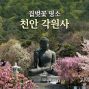 각원사봉향각 | 천안 각원사 겹벚꽃 개화 시기, 주말 주차, 화장실 위치