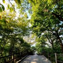 남산공원길2 이미지