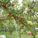 순자농장 이미지