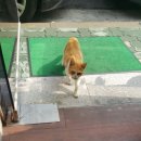 피자마루(송내점) 이미지