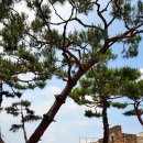 소나무집 이미지