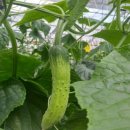 그린팜협동조합 이미지