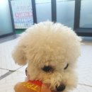 개좋은날 이미지