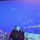 국립해양생물자원관 씨큐리움 이미지