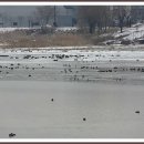 민통선일대 생태투어 및 DMZ 겨울 철새 탐조 모니터링 이미지