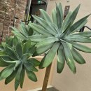 유니스의정원 이미지