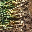 무안수퍼 이미지