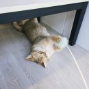 율하냥 | 김해 율하 실내 데이트 추천 아이들과 갈만한곳 고양이 카페 율하냥 솔직후기