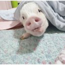 복남농장 이미지