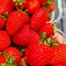 진영농장 이미지