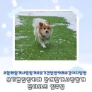 함께할개사랑할개 이미지