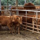 횡성한우 이미지