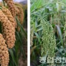 금빛영농조합법인 이미지