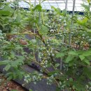 이종택농장 이미지