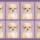 사월의 그루밍 이미지