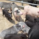 강우축산 이미지