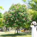 마로니에 이미지