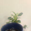 윤성커피 이미지