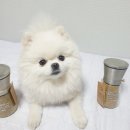 네츄럴트리트 이미지