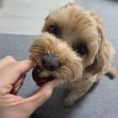 (11/22)반려동물 수제간식 고구마쿠키 | [청주 분평동] 반려동물 수제간식 맘마 먹으러 오시개 후기