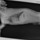 펫 파라다이스 동물병원 이미지