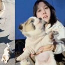 커뮤니티팔시보 | 시고르자브종, 통역하면 시골잡종, 보신탕집으로 직행하던 시절의 견종이름, 마을 방치견 돌보고 입양...